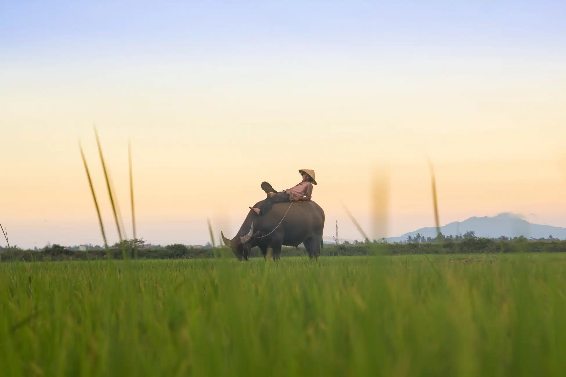 Buffalo in Vietnam rice fields