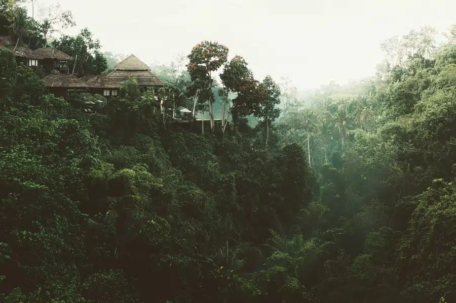 Sri-Lanka Village Forest - סרי לנקה ויזה אלקטרונית